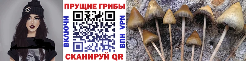 shop официальный сайт  Тюкалинск  Галлюциногенные грибы Magic Shrooms 